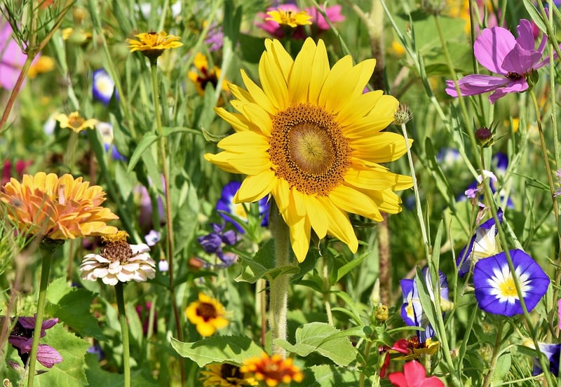 Colorful Flower Garden
